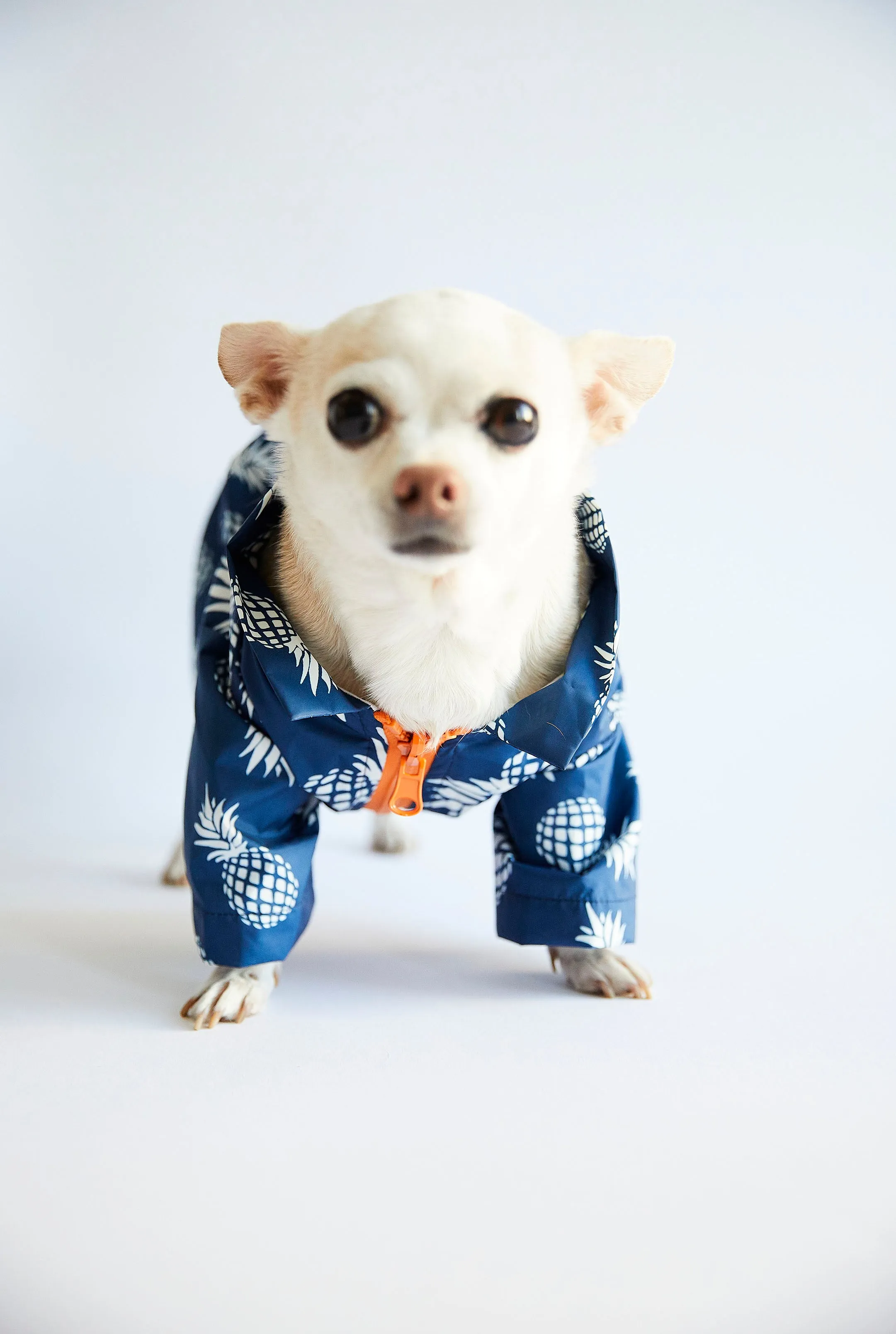 Blue Pineapple - Dog Raincoat