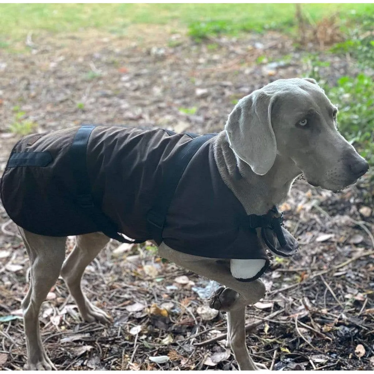 Outback Oilskin Dog Coat